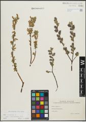 Foto von Salix repens subsp. incubacea (L.) A. Neumann